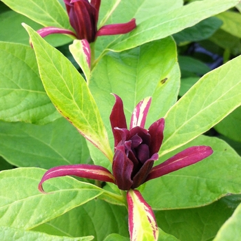 Calycanthus floridus '' (084832)