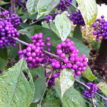 Callicarpa dichotoma 'Early Amethyst' (084835)