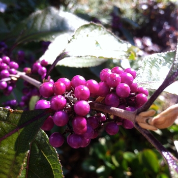 Callicarpa dichotoma 'Early Amethyst' (084836)