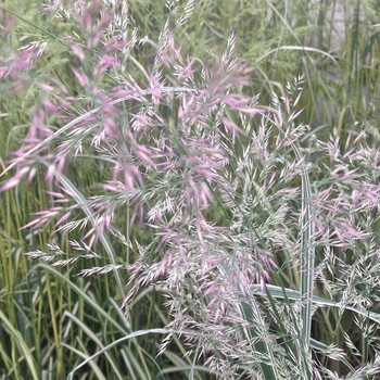 Calamagrostis acutiflora 'Overdam' (084839)