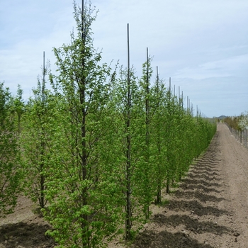 Carpinus betulus 'Frans Fontaine' (084884)