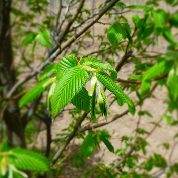 Carpinus betulus 'Frans Fontaine' (084885)