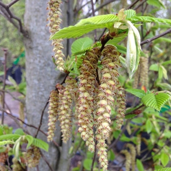 Carpinus betulus 'Fastigiata' (084886)