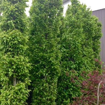 Carpinus betulus 'Fastigiata' (084887)