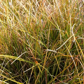 Carex testacea '' (084888)