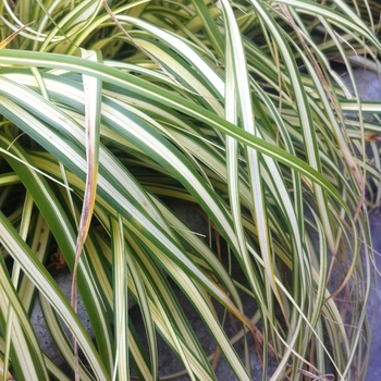 Carex oshimensis 'Evergold' (084891)