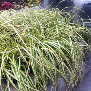 Carex oshimensis 'Evergold' (084892)