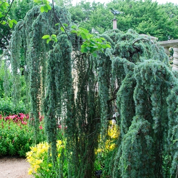 Cedrus atlantica 'Glauca Pendula' (084893)