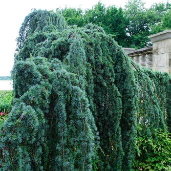 Cedrus atlantica 'Glauca Pendula' (084894)