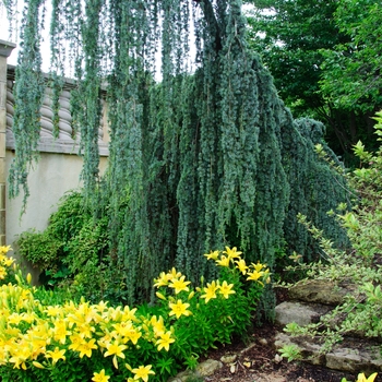 Cedrus atlantica 'Glauca Pendula' (084895)