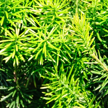 Cephalotaxus harringtonia 'Fastigiata' (084918)