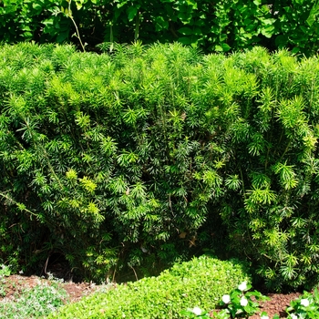 Cephalotaxus harringtonia 'Fastigiata' (084919)