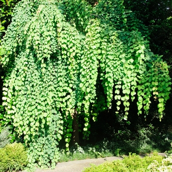 Cercidiphyllum japonicum 'Pendula' (084920)