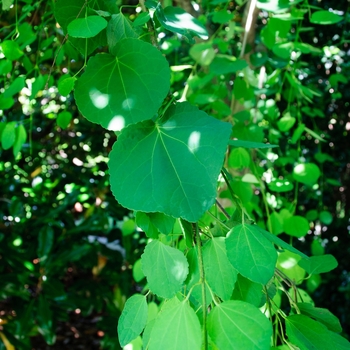 Cercidiphyllum japonicum 'Pendula' (084921)