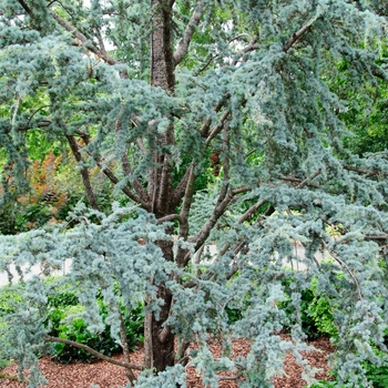 Cedrus atlantica '' (084923)