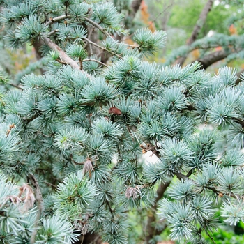 Cedrus atlantica '' (084924)