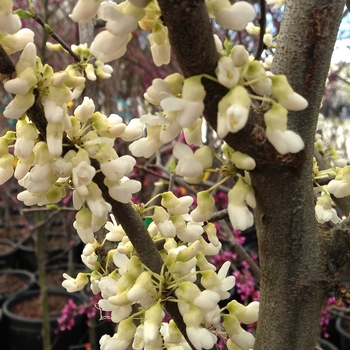 Cercis canadensis 'Royal White' (084956)