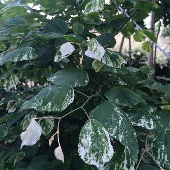 Cercis canadensis 'Floating Clouds' (084961)