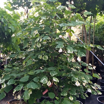 Cercis canadensis 'Floating Clouds' (084962)