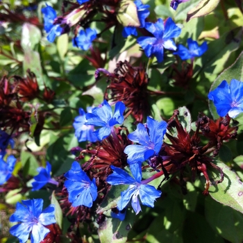 Ceratostigma plumbaginoides '' (084968)