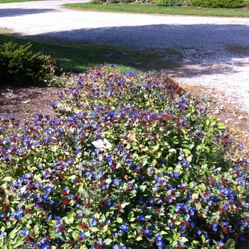 Ceratostigma plumbaginoides '' (084969)