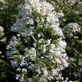 Centranthus ruber 'Albus' (084972)