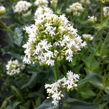 Centranthus ruber 'Albus' (084973)