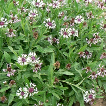 Centaurea montana 'Amethyst in Snow' (084977)