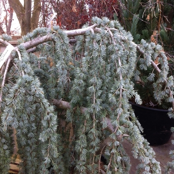 Cedrus atlantica 'Glauca Pendula' (084980)