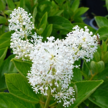 Ceanothus americanus '' (084981)