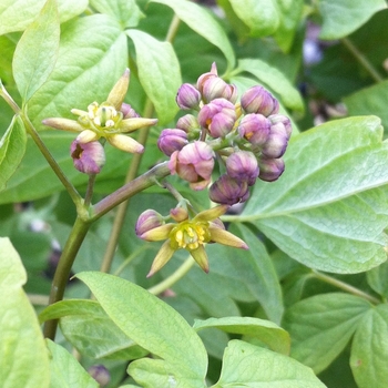 Caulophyllum thalictroides '' (084982)