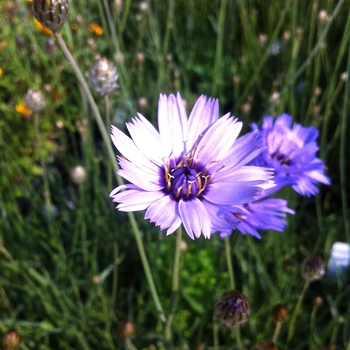 Catananche caerulea '' (084983)