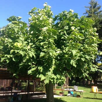 Catalpa bungei '' (084988)