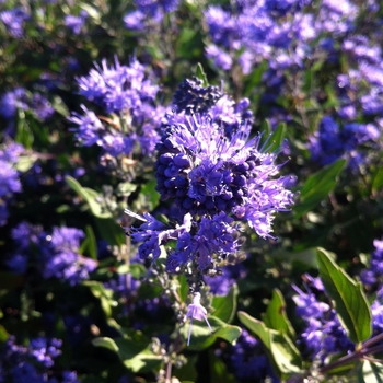 Caryopteris x clandonensis 'Dark Knight' (084991)