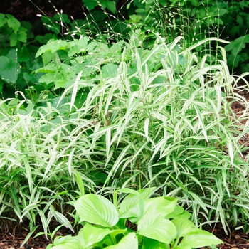 Chasmanthium latifolium 'River Mist' (084994)