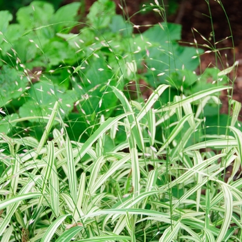 Chasmanthium latifolium 'River Mist' (084995)