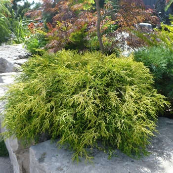 Chamaecyparis pisifera 'Sungold' (085006)