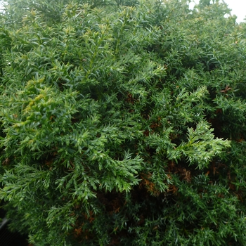 Chamaecyparis obtusa 'Split Rock' (085008)