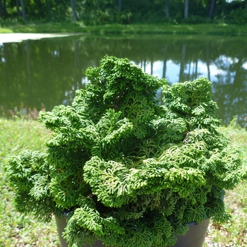 Chamaecyparis obtusa 'Kosteri' (085012)