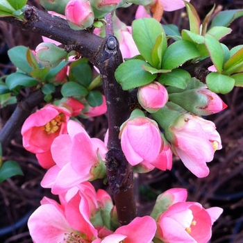 Chaenomeles x superba 'Pink Lady' (085015)