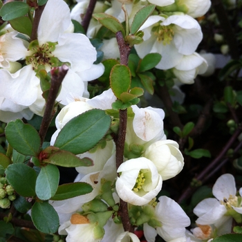 Chaenomeles speciosa 'Jet Trail' (085016)