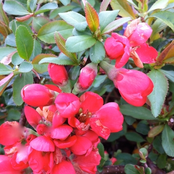 Chaenomeles speciosa 'Toyo Nishiki' (085019)