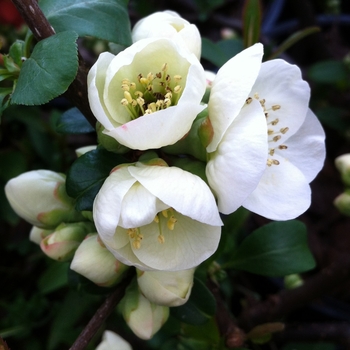 Chaenomeles speciosa 'Toyo Nishiki' (085020)