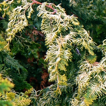 Chamaecyparis obtusa 'Fernspray Gold' (085051)