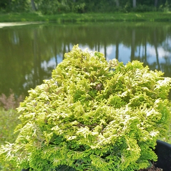 Chamaecyparis obtusa 'Nana Lutea' (085061)