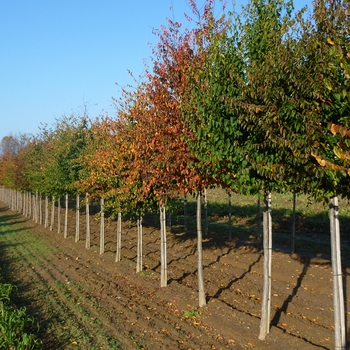 Carpinus caroliniana '' (085076)