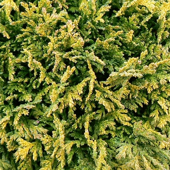 Chamaecyparis pisifera 'Golden Pincushion' (085077)