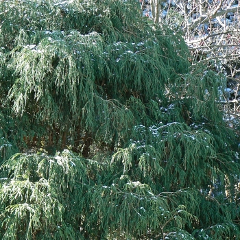 Chamaecyparis pisifera 'Filifera' (085080)