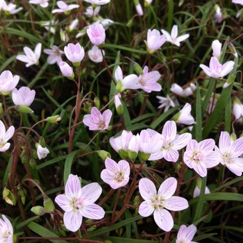 Claytonia virginica '' (085089)