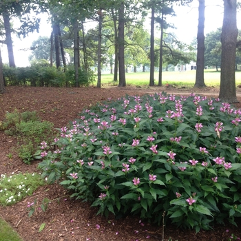 Chelone obliqua '' (085106)